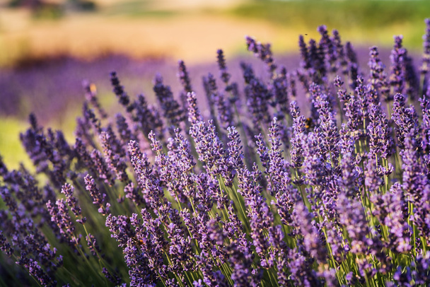 Field of lavender, Poland. - Valokuva, kuva