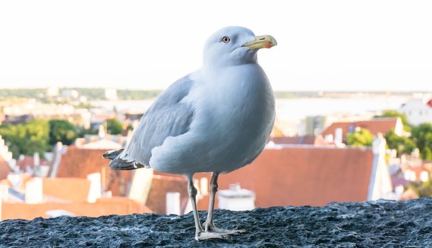 sea gull bird postcard - Foto, Bild