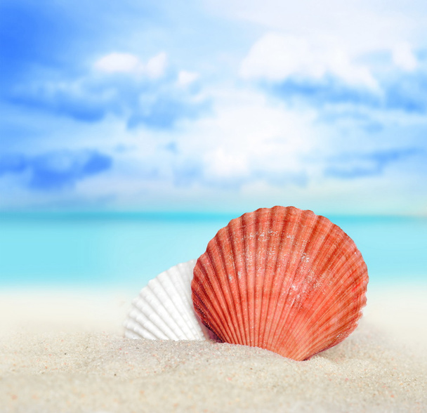 Sea shell on the beach - Photo, Image