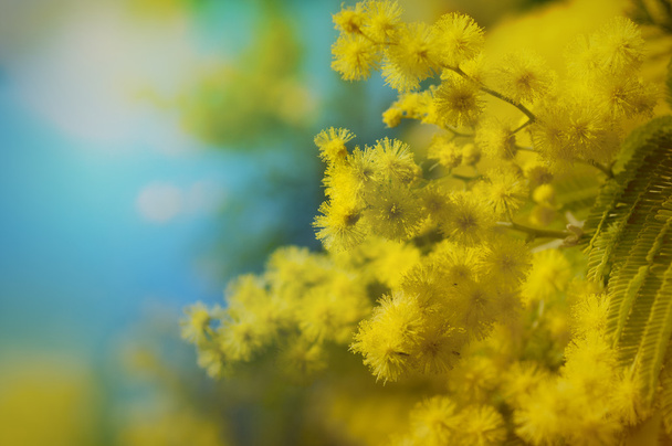 Цветок мимозы
 - Фото, изображение