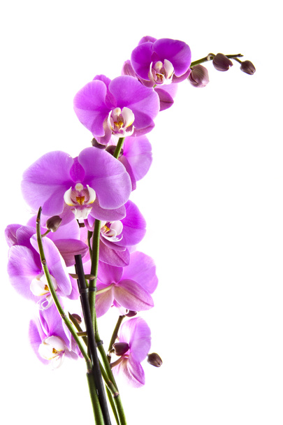 Orchidée rose
 - Photo, image