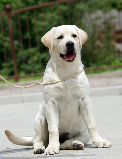 Cucciolo labrador giallo
 - Foto, immagini