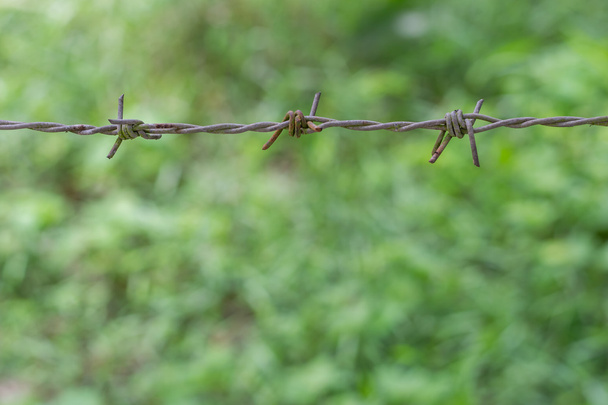 barbed wire in blur grass green nature - Photo, Image