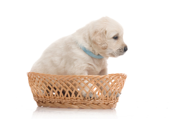 Small cute golden retriever puppy, isolated on white background - Zdjęcie, obraz
