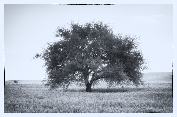 Big tree in meadow.  - Фото, зображення
