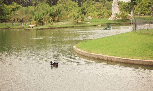 Úszás egy fekete hattyú. - Fotó, kép