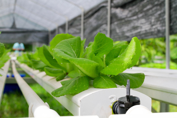 Schritt-Set-grown hydroponic und wie man vorsichtig wächst. - Foto, Bild