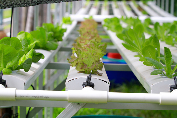 Schritt-Set-grown hydroponic und wie man vorsichtig wächst. - Foto, Bild