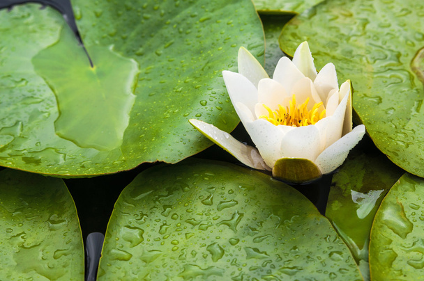 mooie water lilly - Foto, afbeelding