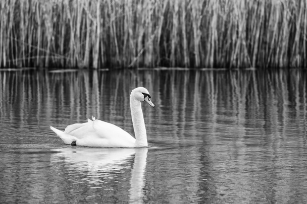 Swan κολύμπι σε μαύρο και άσπρο - Φωτογραφία, εικόνα
