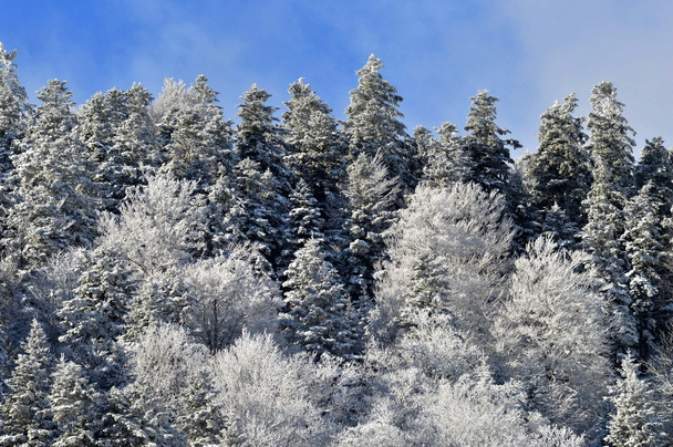 Sapin en hiver - Фото, зображення