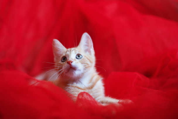 Vörösfejű cica, mint egy piros háttér - Fotó, kép