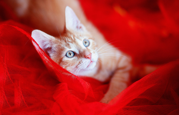 Κόκκινο-επικεφαλής γατάκι πάνω σε κόκκινο φόντο - Φωτογραφία, εικόνα