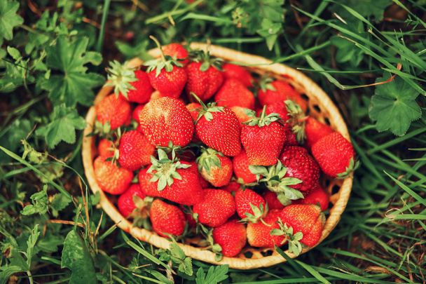 Le gros plan de fraise
. - Photo, image