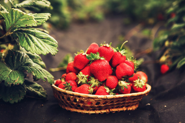 The strawberry closeup. - Foto, afbeelding