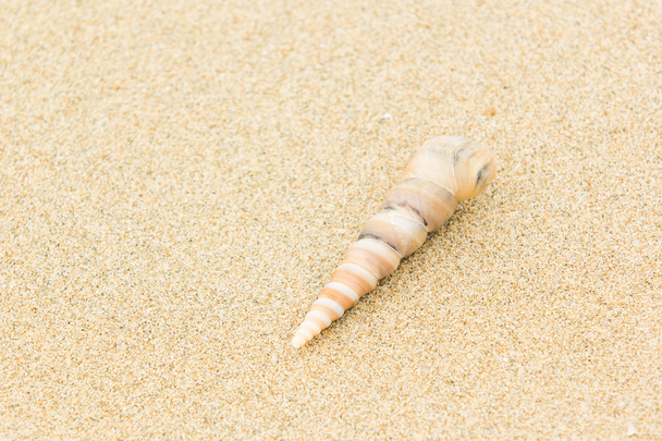 ракушки на песке в качестве фона
 - Фото, изображение