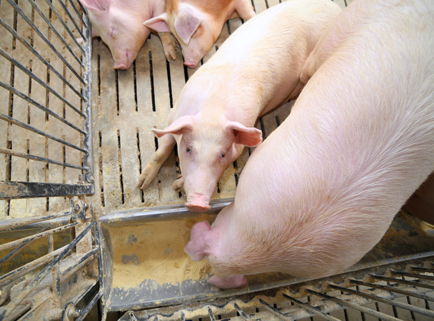 vette varkens en zeugen eten in dieren van de boerderij - Foto, afbeelding