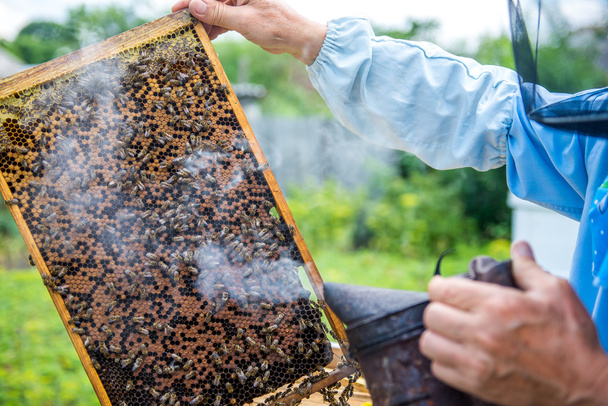 Ο μελισσοκόμος ελέγχει την κυψέλη - Φωτογραφία, εικόνα
