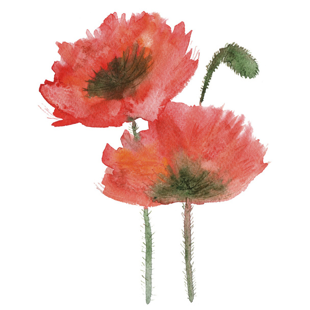 Watercolor red poppy on a white background - Photo, image