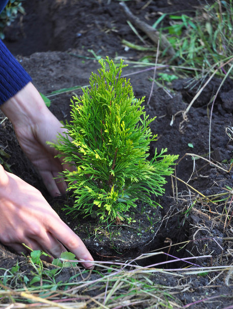 Gardener Hands Planting Cypress, Thuja with Roots (Thuja Occidentalis Golden Brabant) - Photo, Image