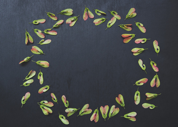 patrón de semillas de arce
 - Foto, Imagen