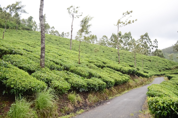 Tea plantation in India - Fotó, kép