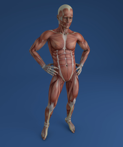 menschlicher Körper, Muskulatur - Foto, Bild