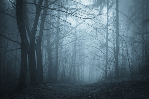 Darkness in a forest with fog - Photo, Image