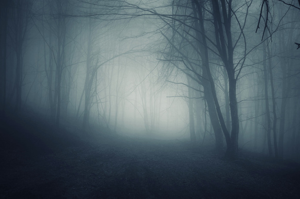 Nuit dans une forêt sombre avec brouillard
 - Photo, image