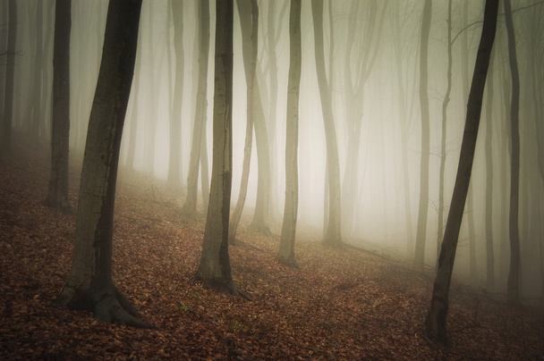 Colorful forest with fog - Photo, Image