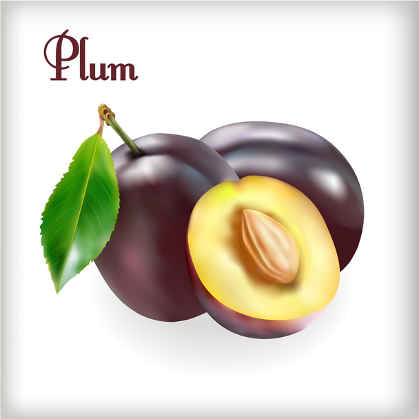 Ripe plums with stem - ベクター画像