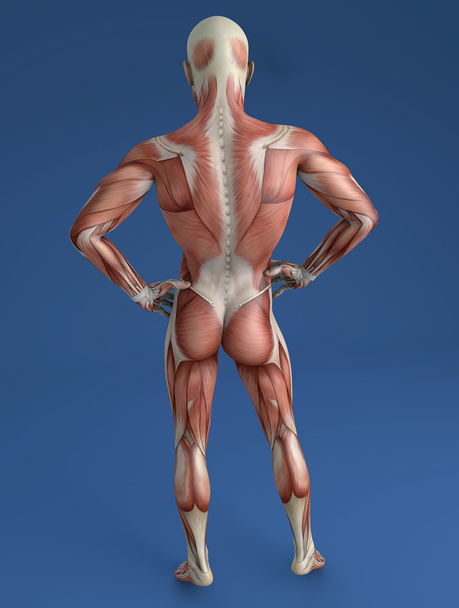 Ανθρώπινο σώμα, μυϊκό σύστημα - Φωτογραφία, εικόνα