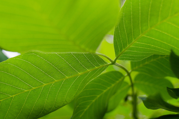 zelené listy ořechu - Fotografie, Obrázek