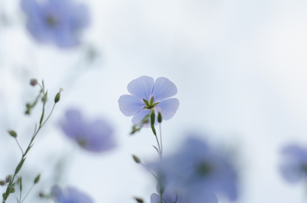 青空のブルーの青い亜麻の花 - 写真・画像