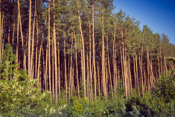 bosque de pinos al atardecer
 - Foto, Imagen