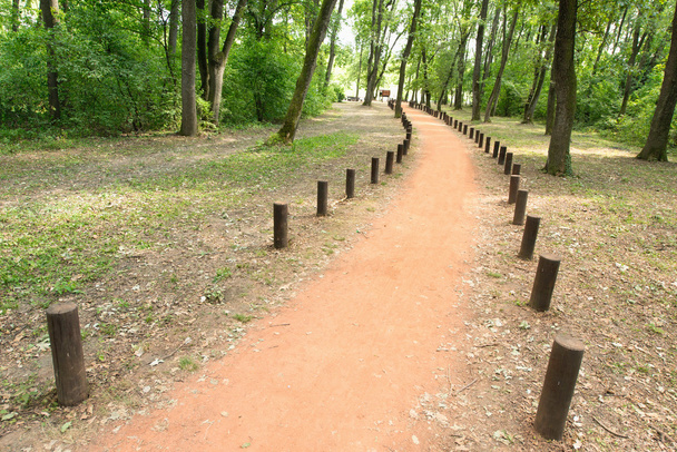 Waldweg mit Baumstümpfen - Foto, Bild
