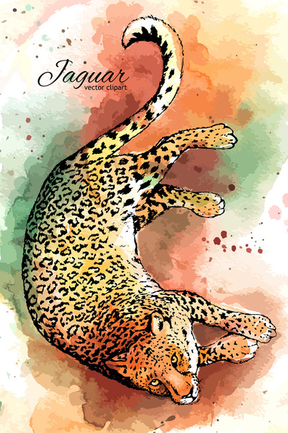 Käsin piirretty jaguaari vektori akvarelli piirustus
 - Vektori, kuva