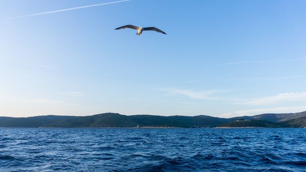 tengeri sirály repül az Adriai-tenger - Fotó, kép