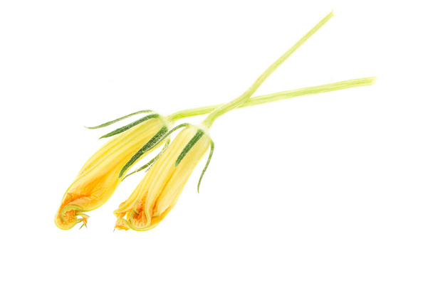Žluté květy, izolovaných na bílém pozadí. - Fotografie, Obrázek