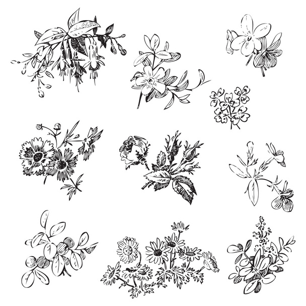 Blumen-Set Vektor isoliert weißen Doodle Vintage-Element   - Vektor, Bild
