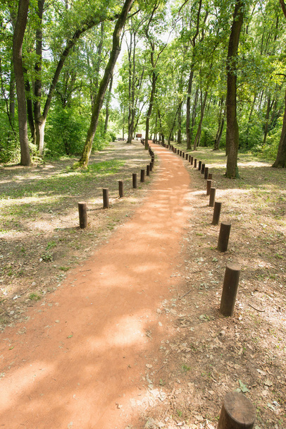 Sentier forestier avec souches d'arbres
 - Photo, image