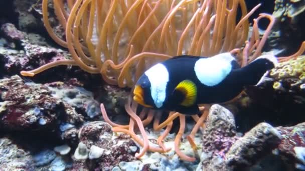 poisson-clown noir et blanc en anémone
 - Séquence, vidéo