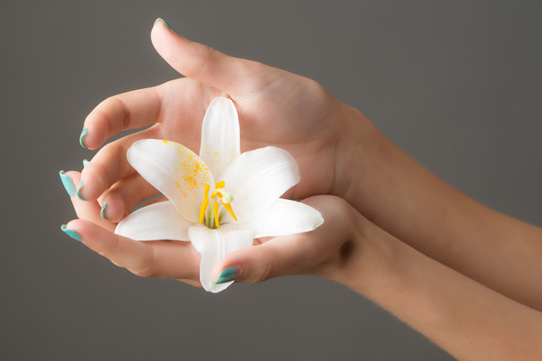 female hands with white lily - Fotó, kép