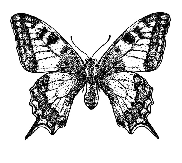 engraved, drawn,  illustration, insect, butterfly, butterfly, swallow-tailed, Papilio - Vector, Image