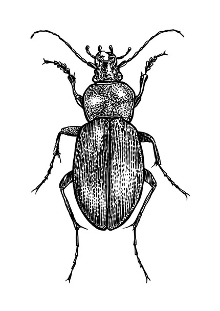 grabado, dibujado, ilustración, insecto, insecto, escarabajo
 - Vector, imagen