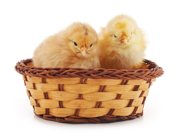 Baby chickens isolated. - Фото, изображение