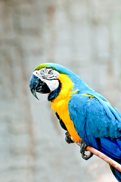 The Beautiful macaw isolated on white background - Photo, Image