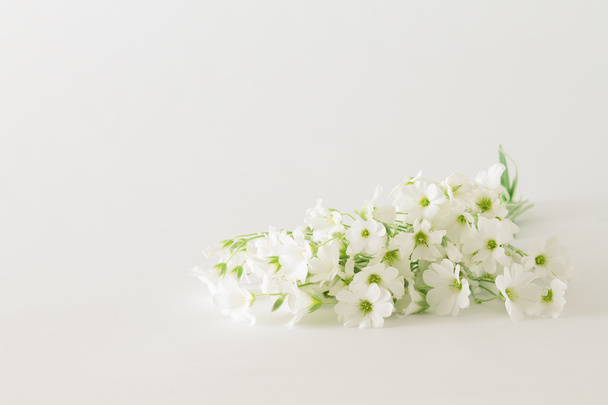 bouquet of small white flowers on a white background - Photo, Image