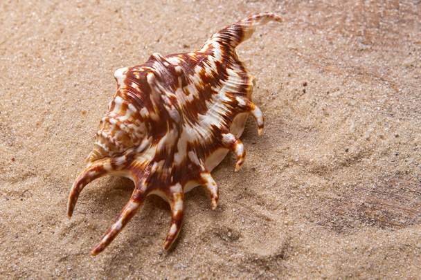 Concha marina sobre fondo de arena
. - Foto, imagen