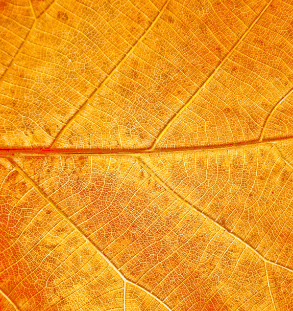 The Leaf texture grunge style - Фото, зображення
